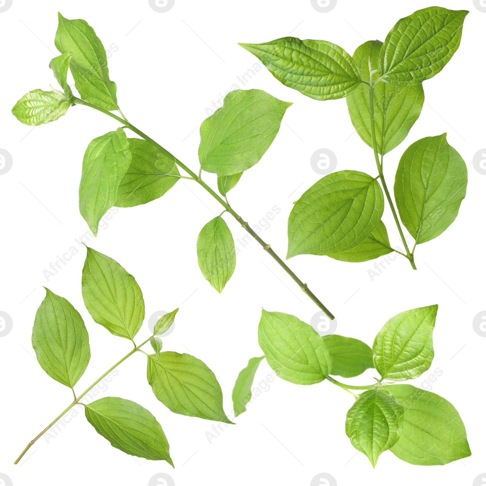 Branches with green leaves on white background, collage Image of Branches with green leaves on white background, collage