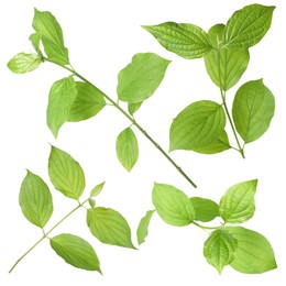 Image of Branches with green leaves on white background, collage