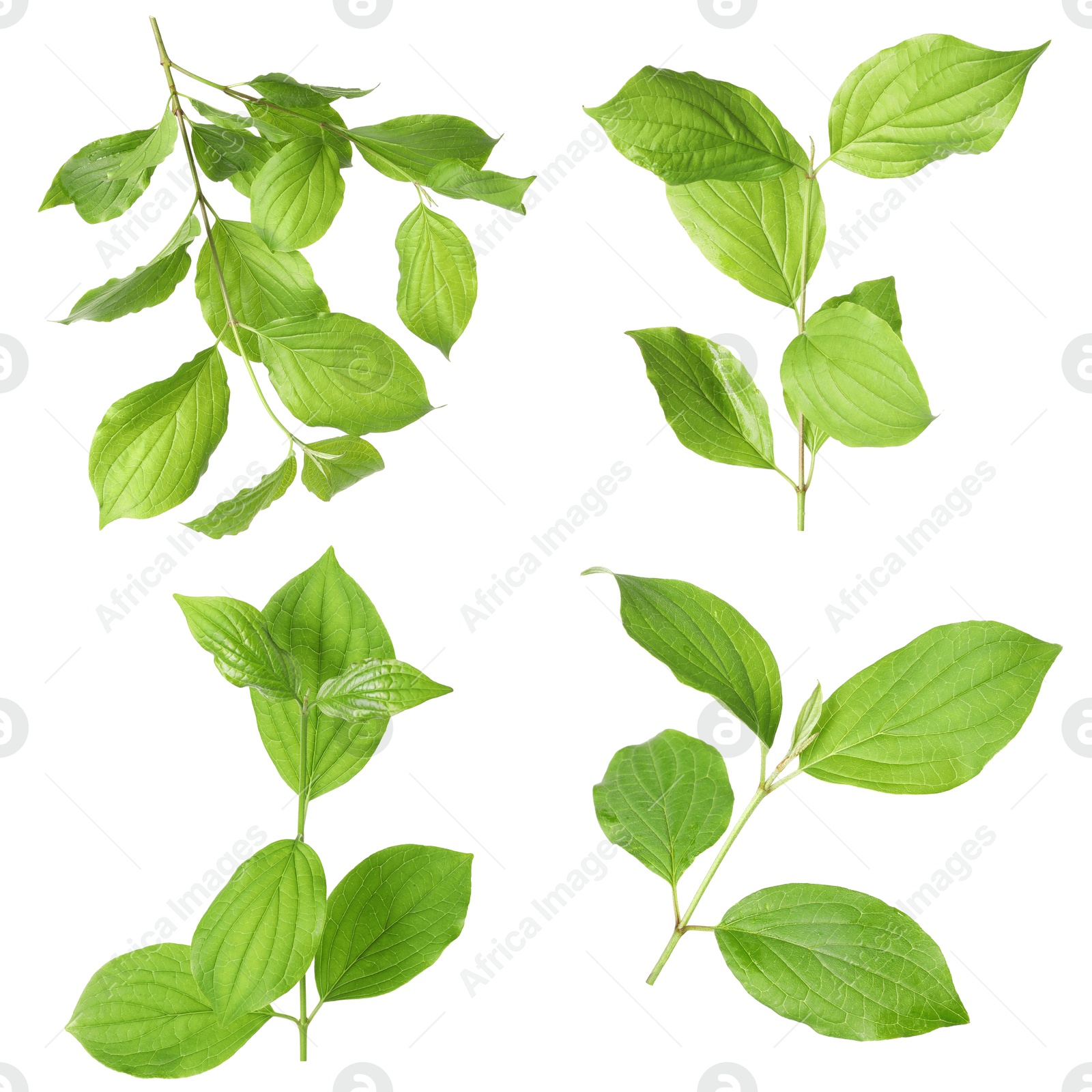 Branches with green leaves on white background, collage Image of Branches with green leaves on white background, collage