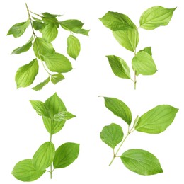 Image of Branches with green leaves on white background, collage