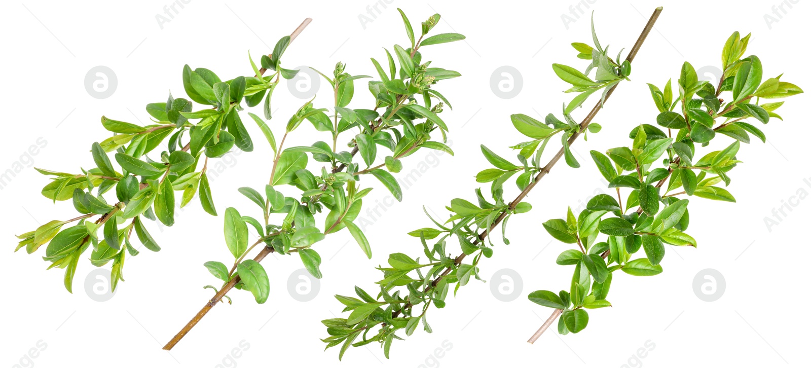 Branches with green leaves on white background, collage Image of Branches with green leaves on white background, collage