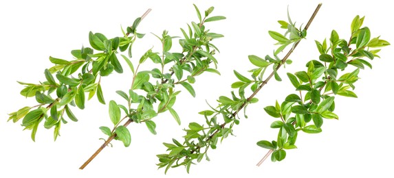 Image of Branches with green leaves on white background, collage
