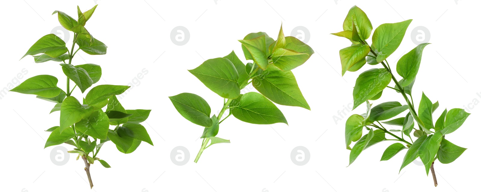 Branches with green leaves on white background, collage Image of Branches with green leaves on white background, collage