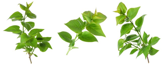 Image of Branches with green leaves on white background, collage