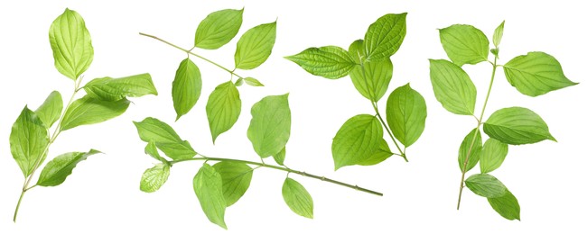 Image of Branches with green leaves on white background, collage