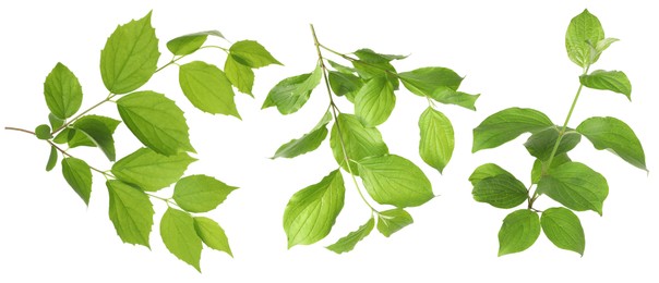 Image of Branches with green leaves on white background, collage