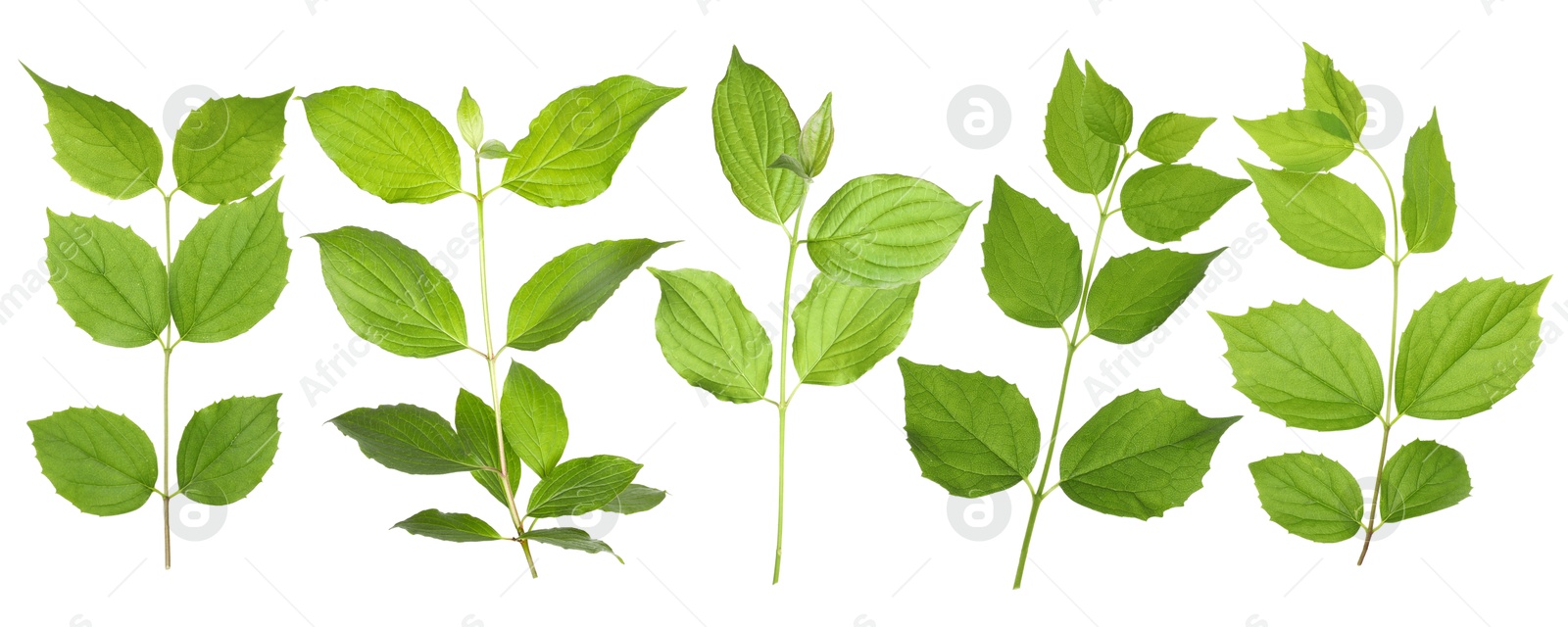Branches with green leaves on white background, collage Image of Branches with green leaves on white background, collage