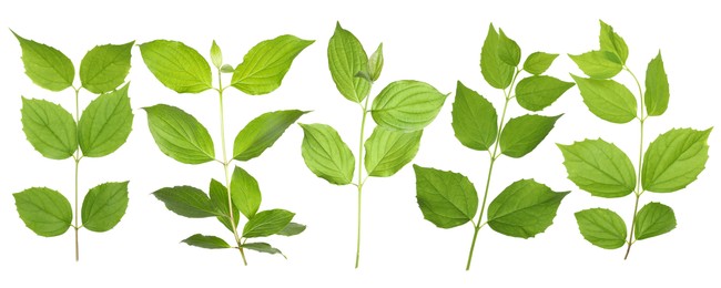 Image of Branches with green leaves on white background, collage