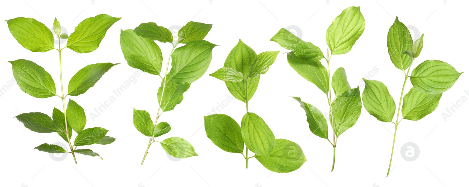 Branches with green leaves on white background, collage Image of Branches with green leaves on white background, collage