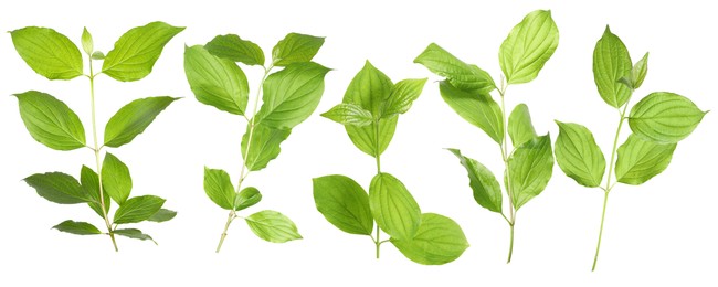 Image of Branches with green leaves on white background, collage