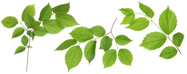 Image of Branches with green leaves on white background, collage