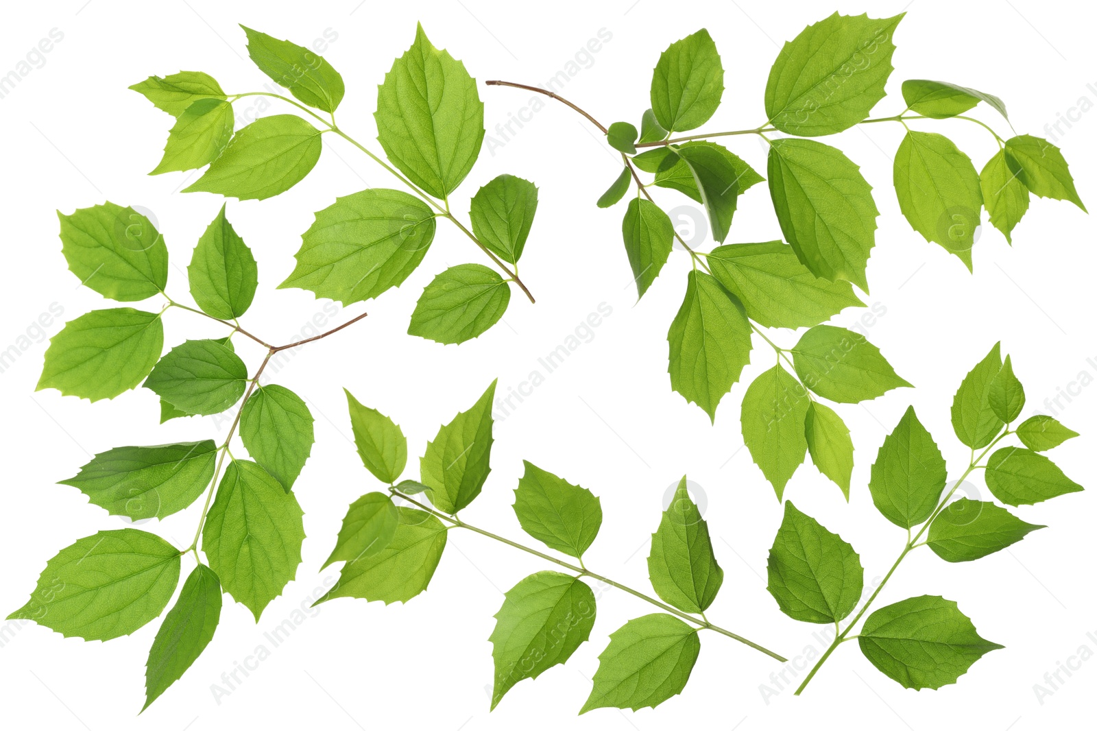 Branches with green leaves on white background, collage Image of Branches with green leaves on white background, collage