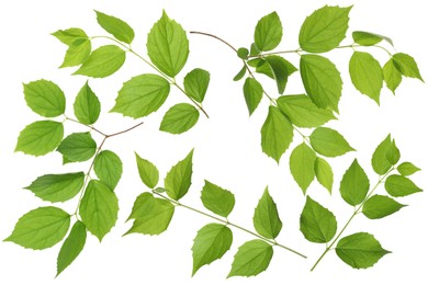Image of Branches with green leaves on white background, collage