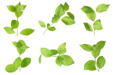 Image of Branches with green leaves on white background, collage
