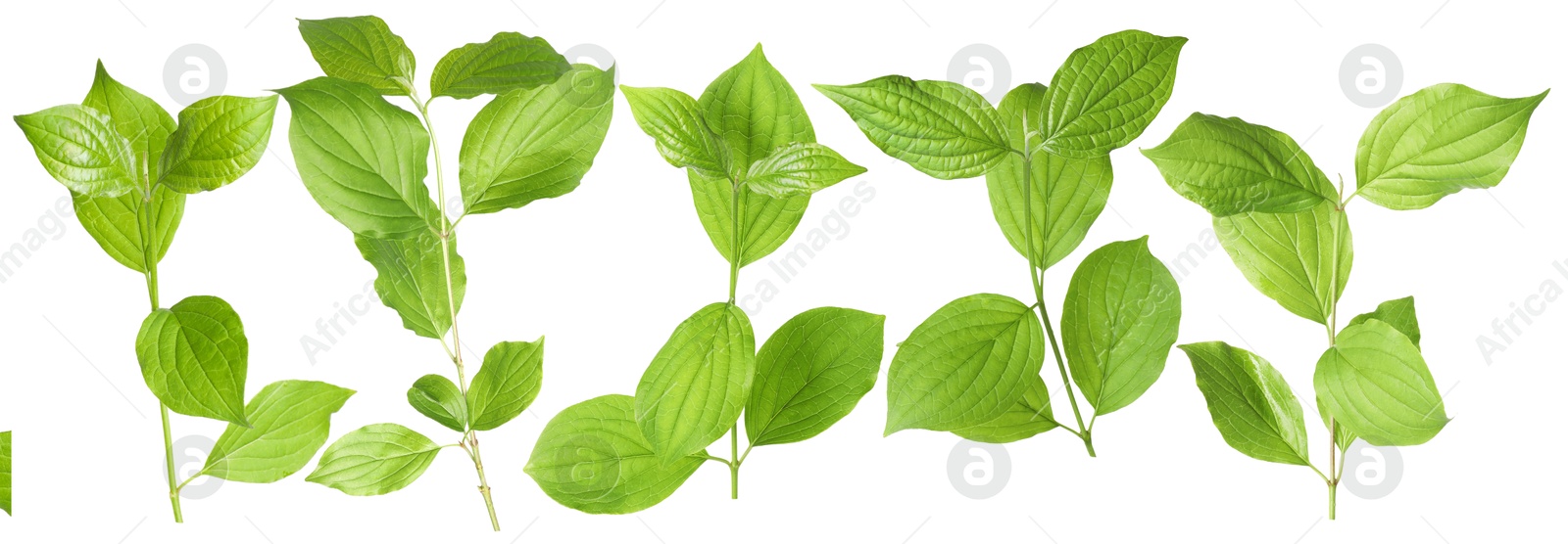 Branches with green leaves on white background, collage Image of Branches with green leaves on white background, collage