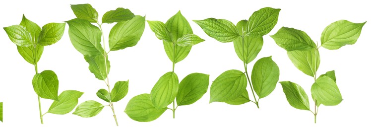 Image of Branches with green leaves on white background, collage