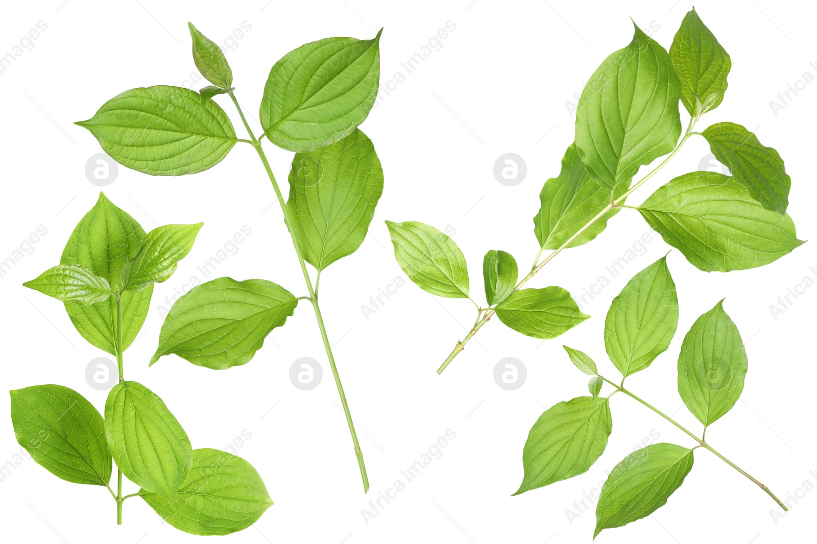 Branches with green leaves on white background, collage Image of Branches with green leaves on white background, collage