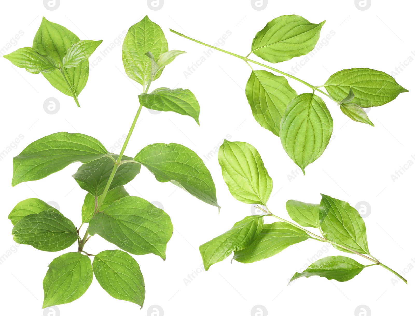 Branches with green leaves on white background, collage Image of Branches with green leaves on white background, collage