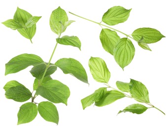 Image of Branches with green leaves on white background, collage