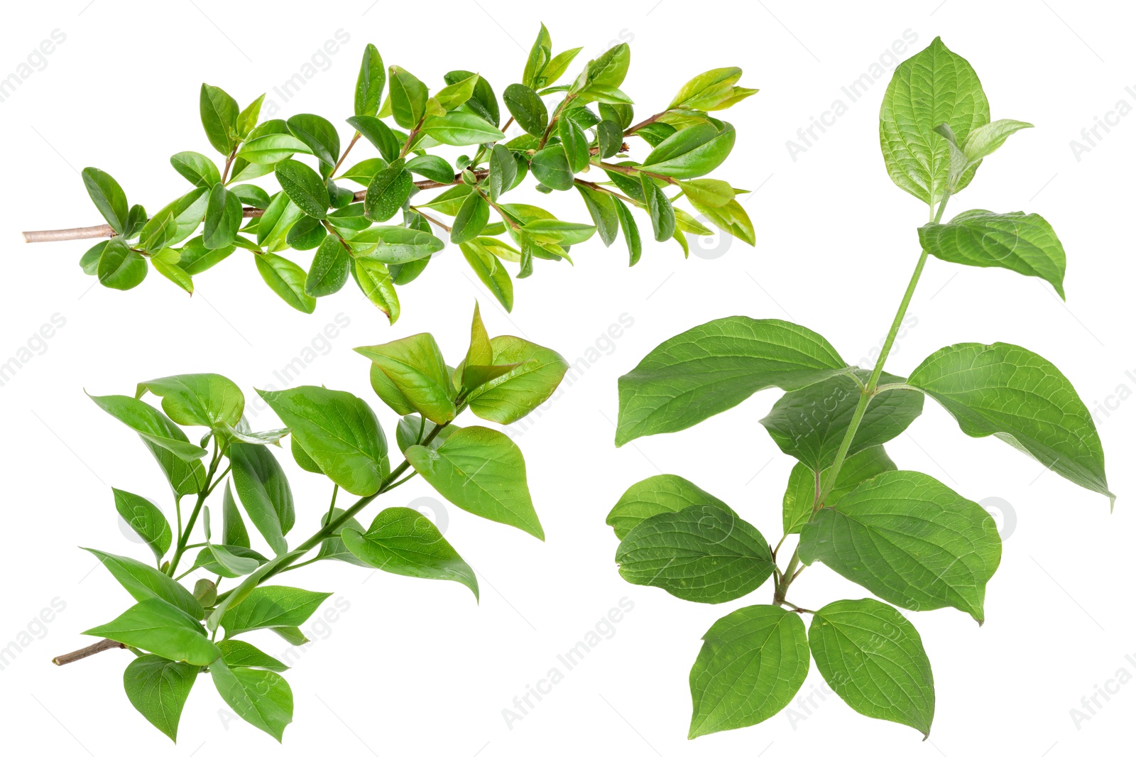 Branches with green leaves on white background, collage Image of Branches with green leaves on white background, collage