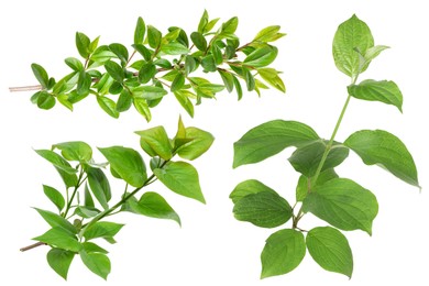 Image of Branches with green leaves on white background, collage