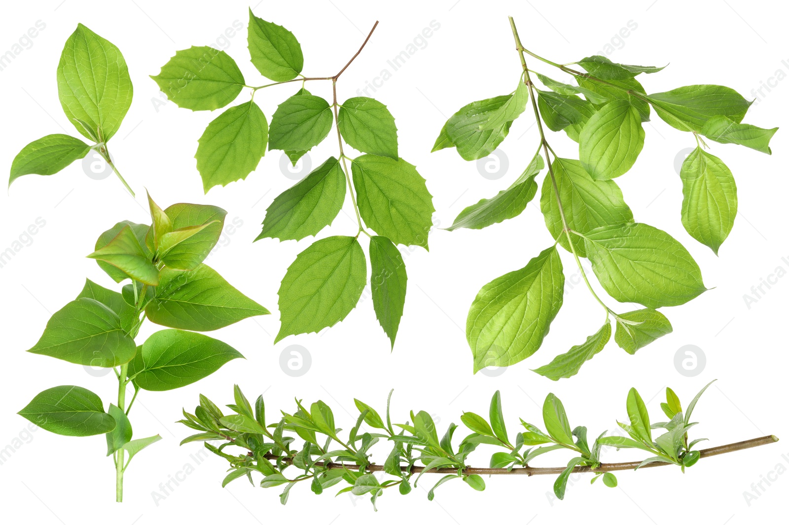 Branches with green leaves on white background, collage Image of Branches with green leaves on white background, collage
