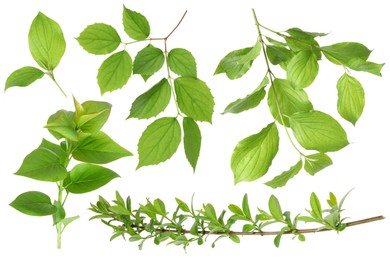 Image of Branches with green leaves on white background, collage