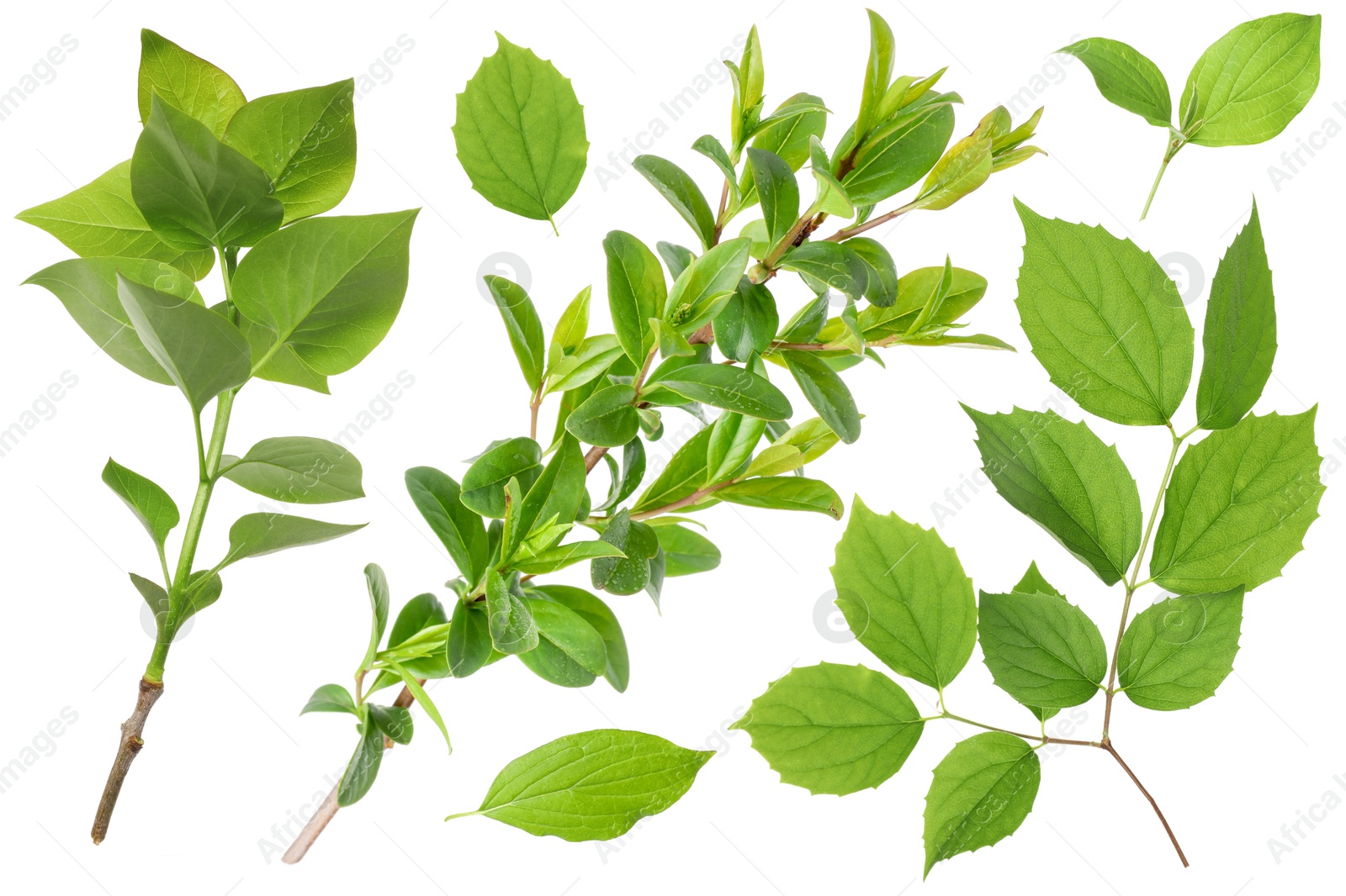 Branches with green leaves on white background, collage Image of Branches with green leaves on white background, collage