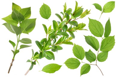 Image of Branches with green leaves on white background, collage