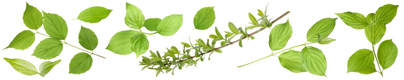 Image of Branches with green leaves on white background, collage