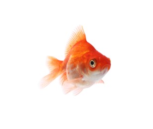 Photo of One small beautiful goldfish isolated on white
