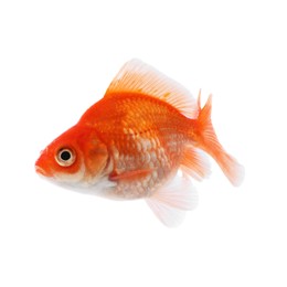 Photo of One small beautiful goldfish isolated on white