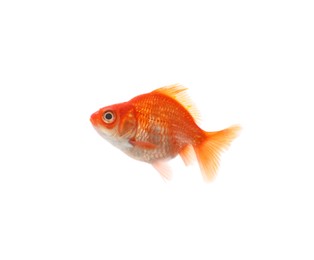 Photo of One small beautiful goldfish isolated on white