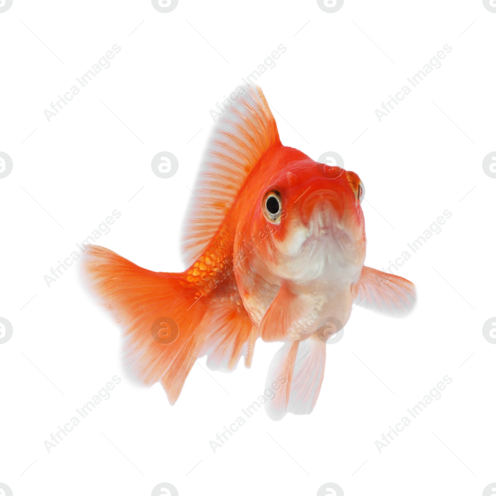 One small beautiful goldfish isolated on white Photo of One small beautiful goldfish isolated on white