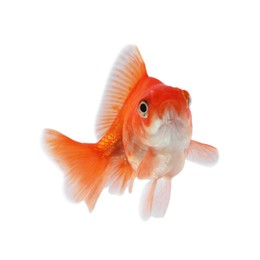 Photo of One small beautiful goldfish isolated on white
