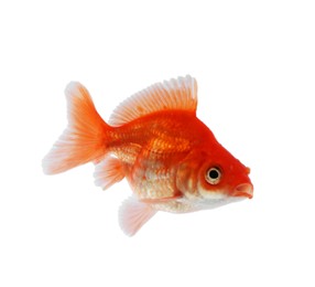 Photo of One small beautiful goldfish isolated on white