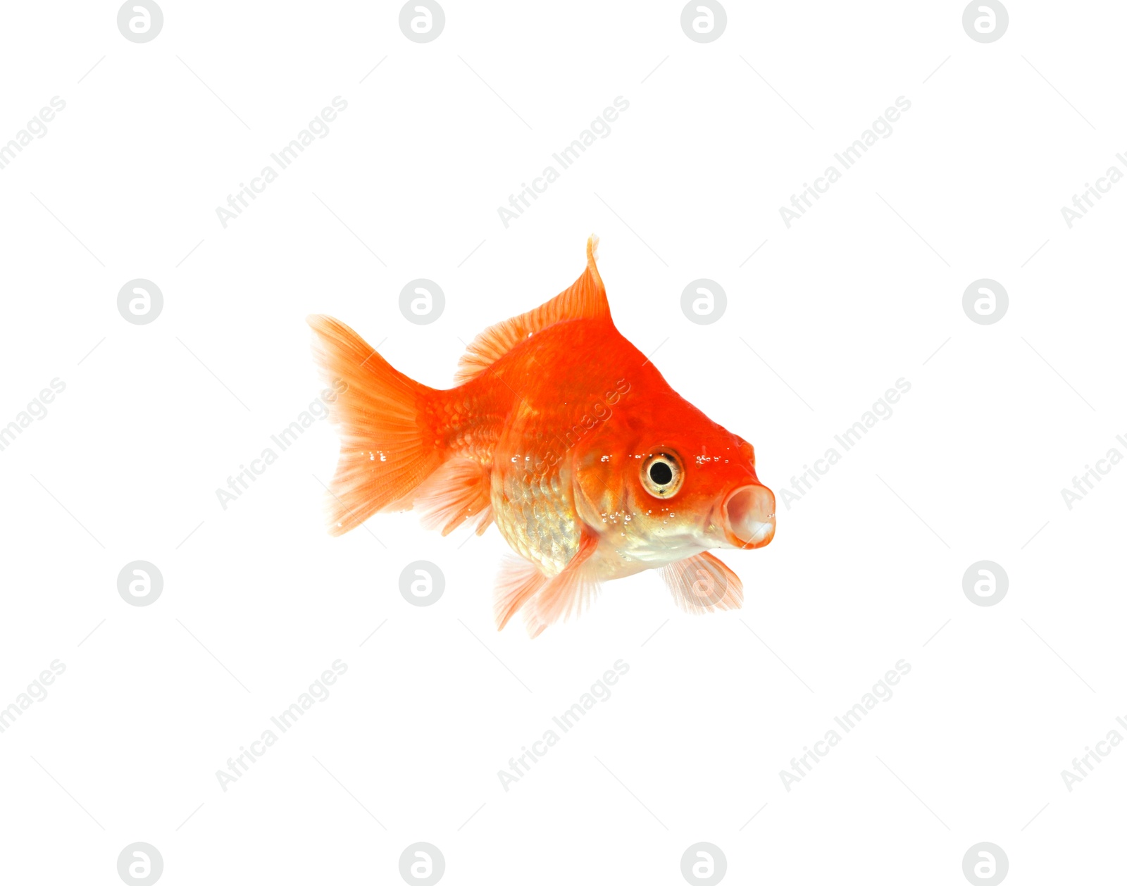 One small beautiful goldfish isolated on white Photo of One small beautiful goldfish isolated on white