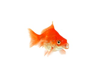 Photo of One small beautiful goldfish isolated on white