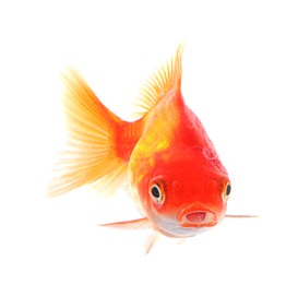 Photo of One small beautiful goldfish isolated on white
