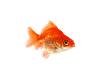 Photo of One small beautiful goldfish isolated on white