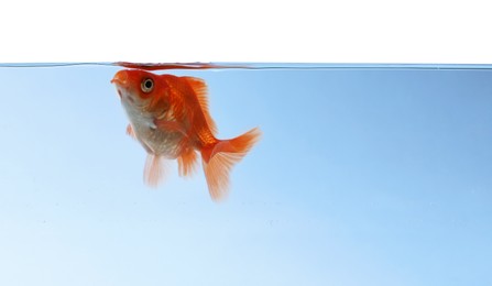 Photo of One small beautiful goldfish isolated on white