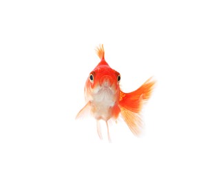 Photo of One small beautiful goldfish isolated on white