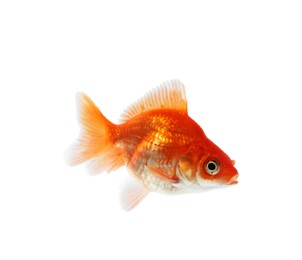 Photo of One small beautiful goldfish isolated on white