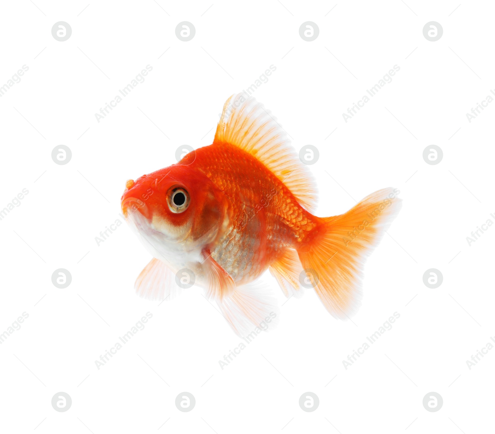 One small beautiful goldfish isolated on white Photo of One small beautiful goldfish isolated on white