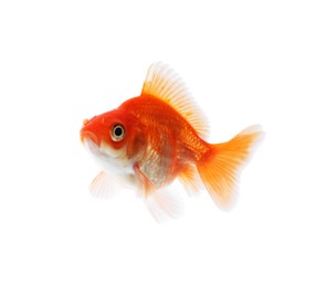 Photo of One small beautiful goldfish isolated on white