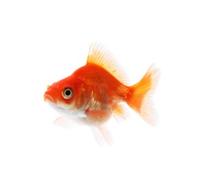 Photo of One small beautiful goldfish isolated on white