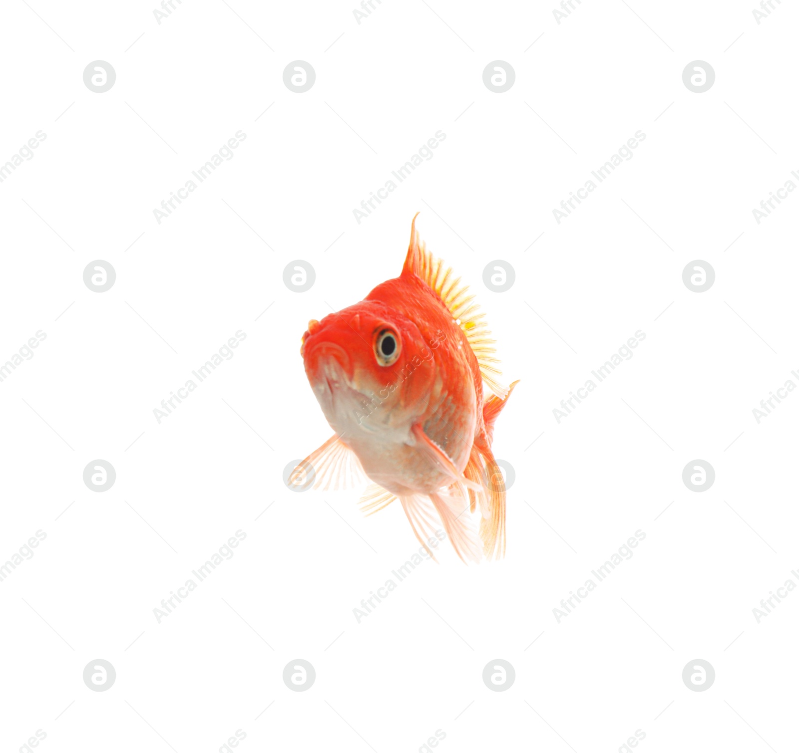 One small beautiful goldfish isolated on white Photo of One small beautiful goldfish isolated on white