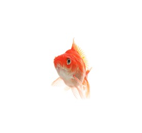 Photo of One small beautiful goldfish isolated on white