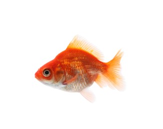 Photo of One small beautiful goldfish isolated on white