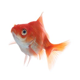 Photo of One small beautiful goldfish isolated on white